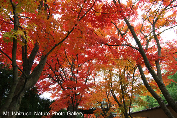 kyoto (097)